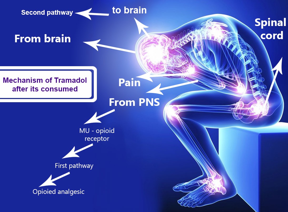 Tramadol medication when it enters the human body and the effect on brian and PNS